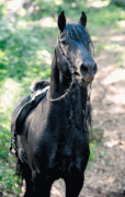 Альбион: Заколдованный жеребец / Albion: The Enchanted Stallion